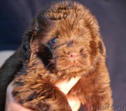 Превью фото № 239720