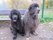 Превью фото № 239723