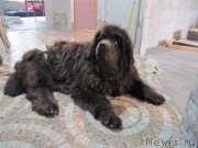 Превью фото № 239724