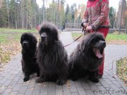 Превью фото № 239727