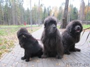 Превью фото № 239729