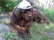 Превью фото № 239857