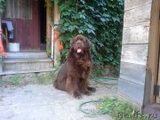 Превью фото № 239858