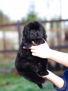 Превью фото № 239898