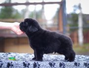 Превью фото № 239899