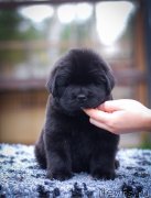 Превью фото № 239900