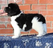 Превью фото № 239934