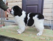 Превью фото № 239944