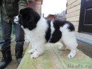 Превью фото № 239945