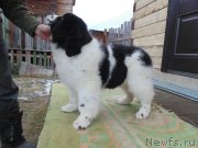 Превью фото № 239946