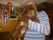 Превью фото № 239955