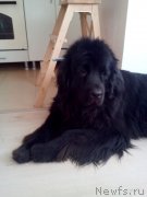 Превью фото № 239963