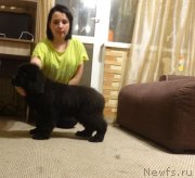 Превью фото № 239996