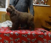 Превью фото № 240016