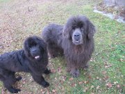 Превью фото № 240063