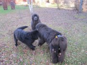 Превью фото № 240064