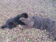 Превью фото № 240072