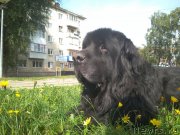 Превью фото № 240080