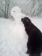 Превью фото № 240094