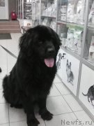 Превью фото № 240101