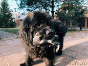 Превью фото № 240103