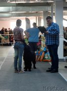 Превью фото № 240220