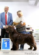 Превью фото № 240229