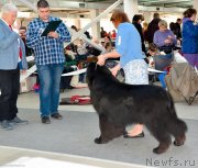 Превью фото № 240230