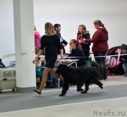 Превью фото № 240238