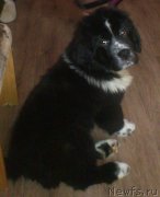 Превью фото № 240268