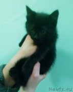 Превью фото № 240270