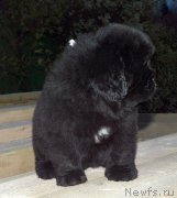 Превью фото № 240301