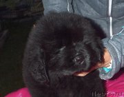 Превью фото № 240307