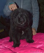 Превью фото № 240312