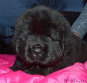 Превью фото № 240313