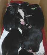 Превью фото № 240358