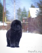 Превью фото № 240367