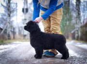 Превью фото № 240373