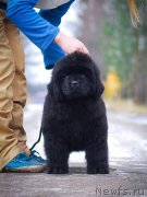 Превью фото № 240377