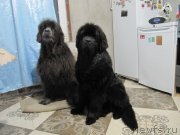 Превью фото № 240380