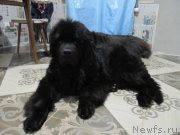 Превью фото № 240382