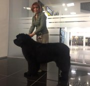 Превью фото № 240410