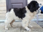 Превью фото № 240444