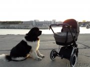 Превью фото № 240458