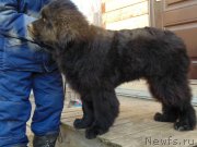 Превью фото № 240482