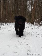 Превью фото № 240494