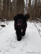 Превью фото № 240495