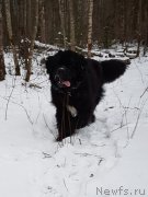 Превью фото № 240497