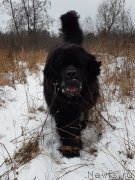 Превью фото № 240498