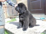 Превью фото № 240527